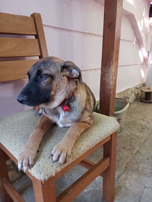 Подарява кученце Люси