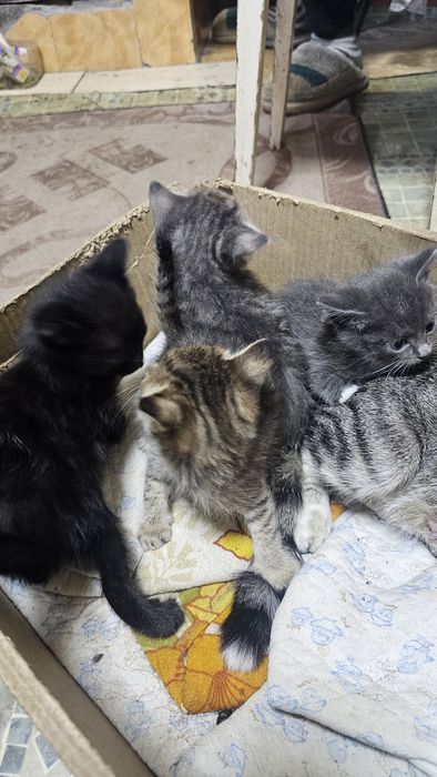 котята крысыловы