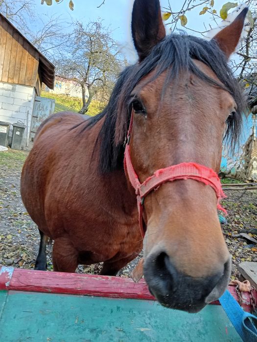 Iapă de vânzare se vinde