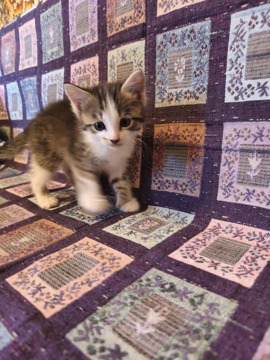 В добрые руки котята