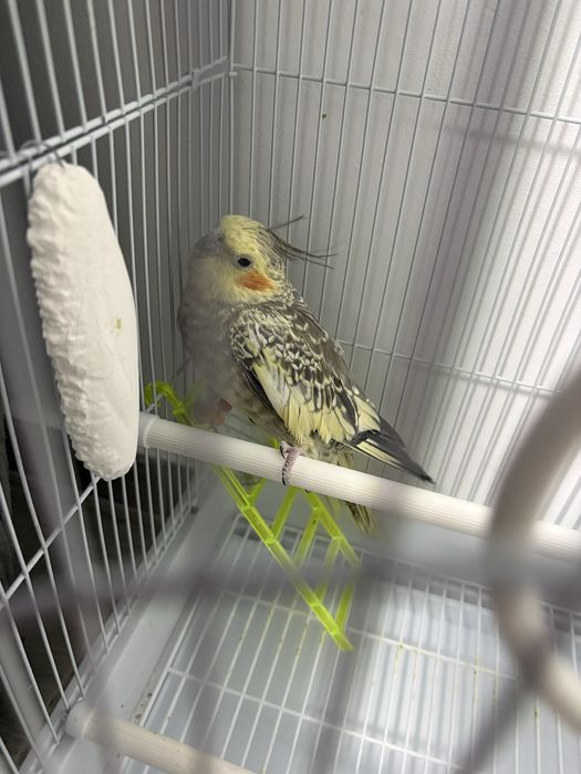 Vand nimfa  vine impreuna cu cusca si mancare. Bland la mana nu ma mai pot ocupa de el