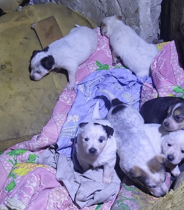 Щенки дворянских кровей