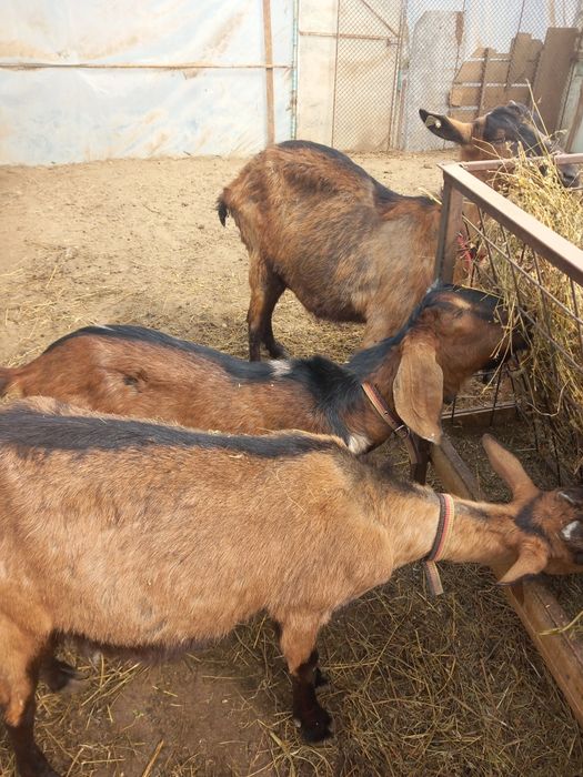 Vand trei capre  alpina franceză