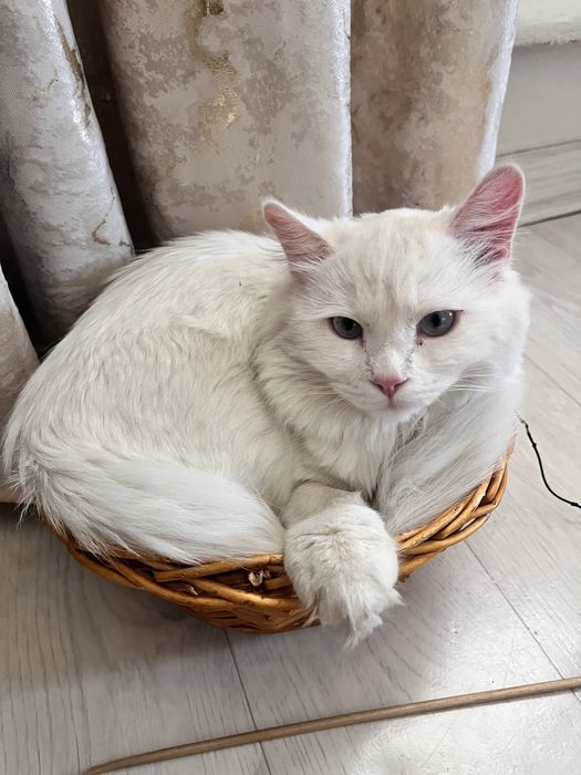 Вязка кот турецкого ангора