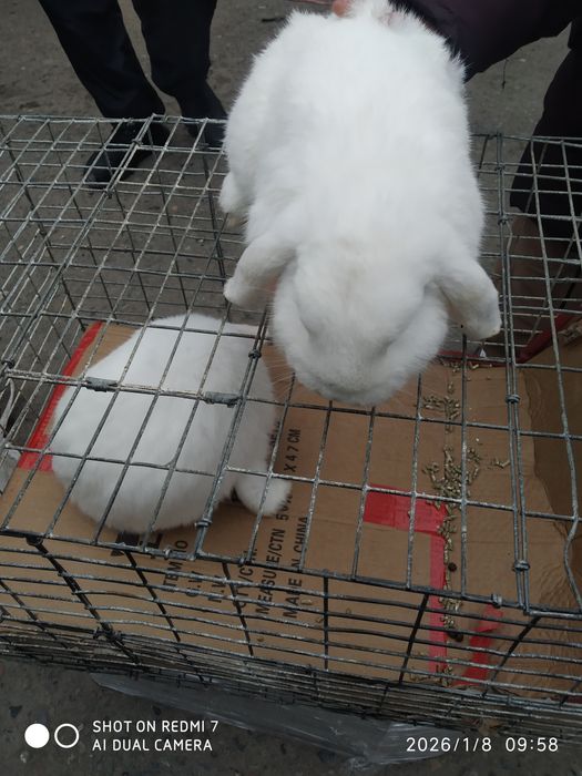 Baran Karli zoti toza