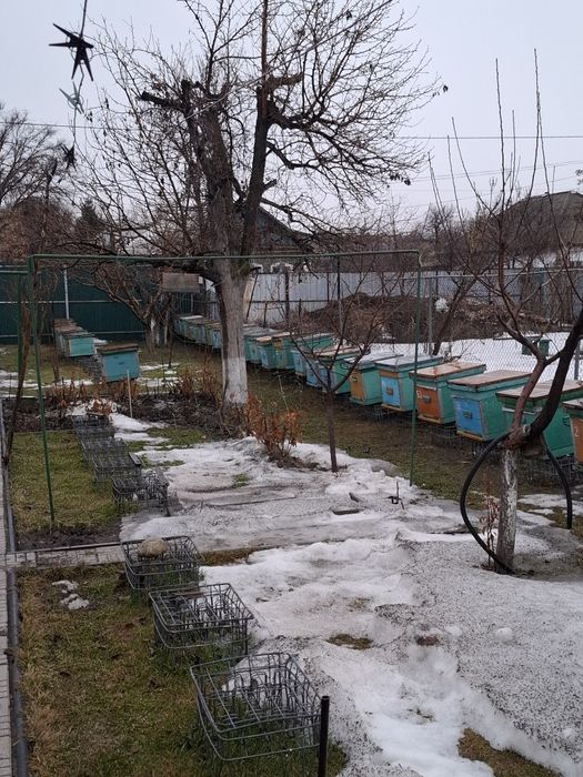 Продам пчел, пчелосемьи