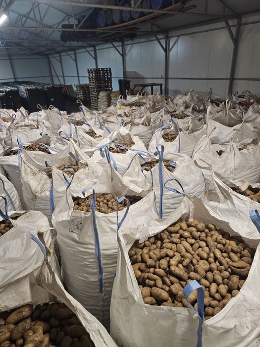 Vand cartofi de animale