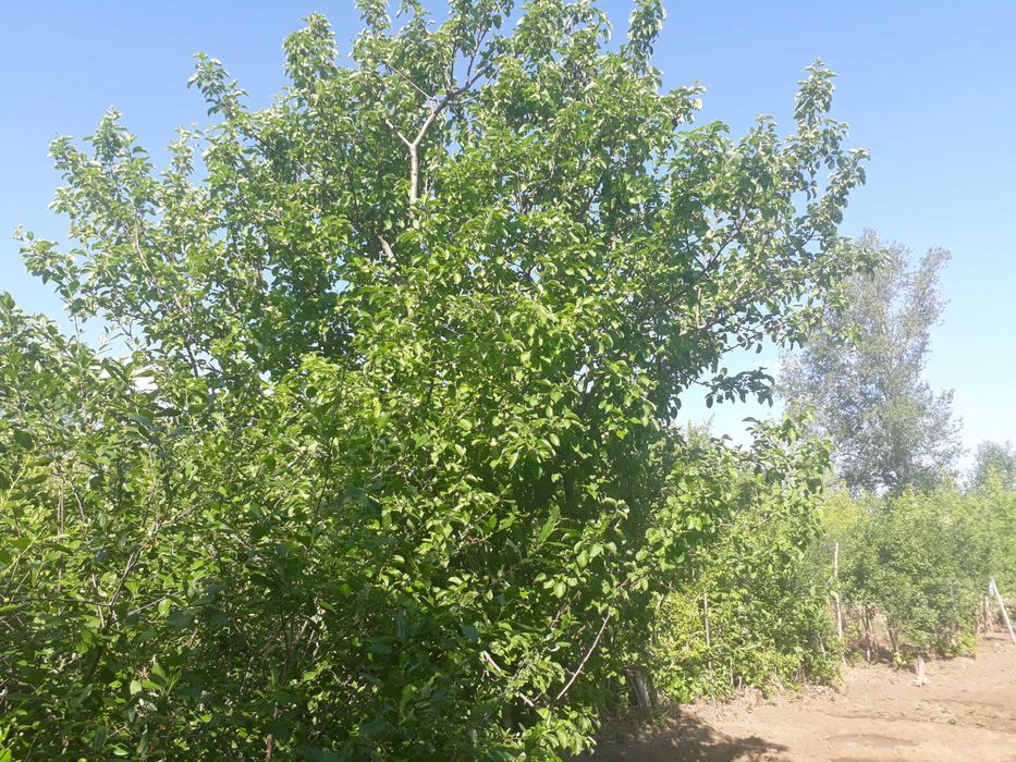 Продам дачу в черте города (район гипермаркет Анвар)