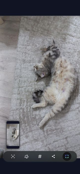 Отдаю кошку в добрые руки