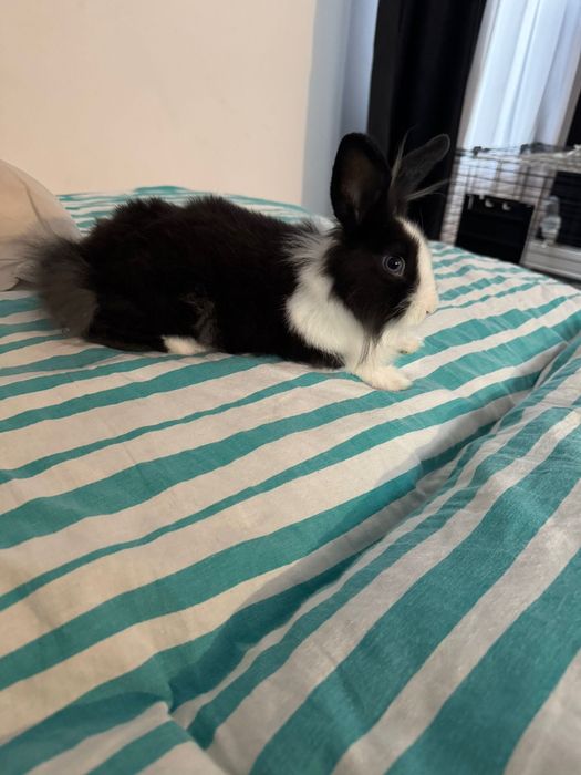 Iepure pitic cu cusca de vanzare