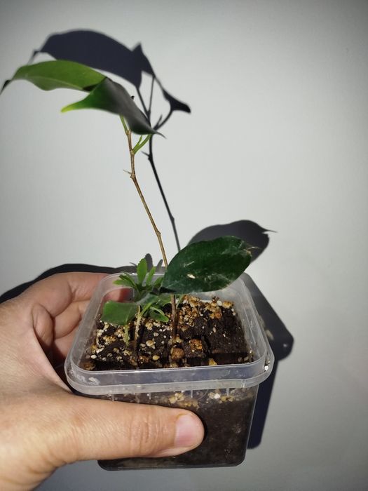 Fikus Benjamin detkasi