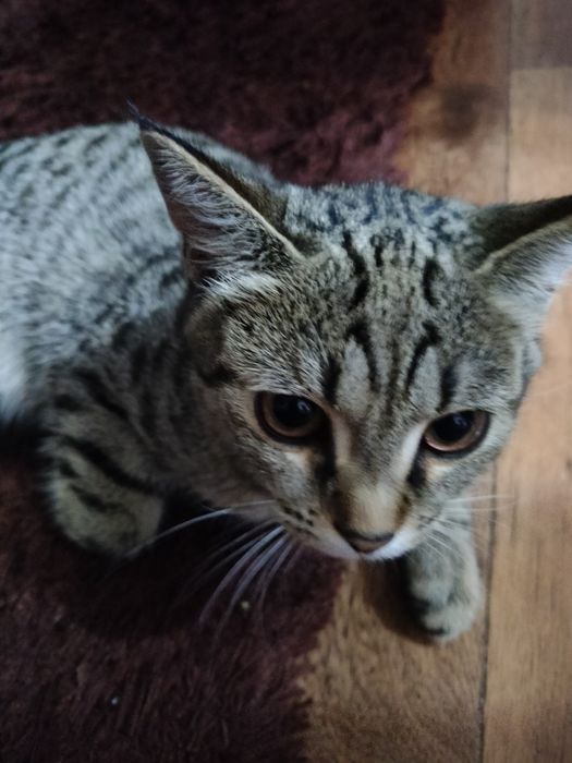 Бесплатно отдам кошку