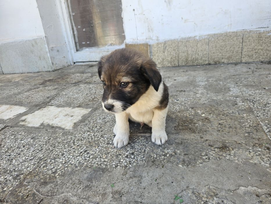 Подарявам малки кученца