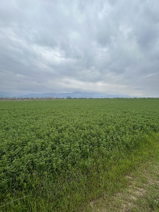 Продава се Земеделски имот в с. Моминско, Област Пловдив -  кв.м за 1658 €/дка - Снимка #5