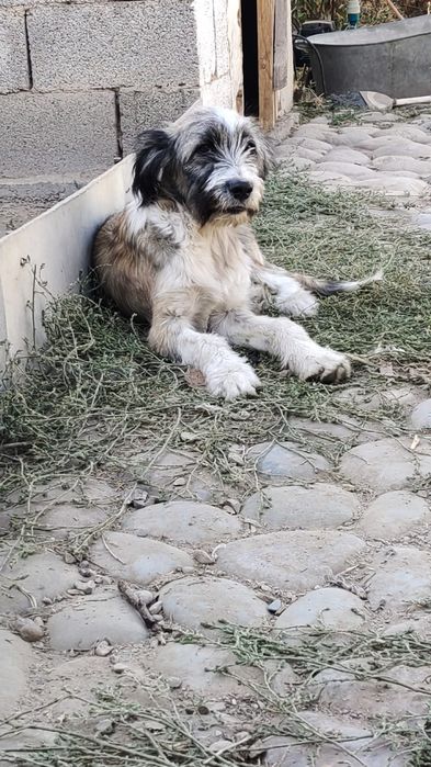 Отдам щенков мальчиков подростков в добрые руки