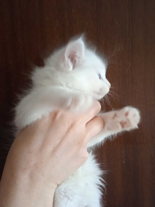 Белая голубоглазая девочка турецкой ангоры, 2 месяца.