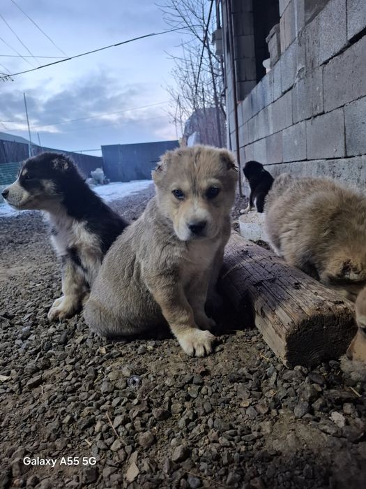 Алабай күшік сатылады