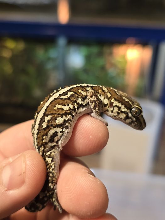 Pareodura picta / madagascar ground gecko