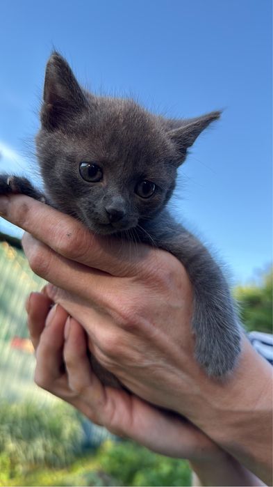 Отдам котенка бесплатно