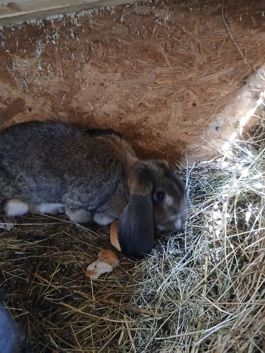 Vând iepuri berbec german