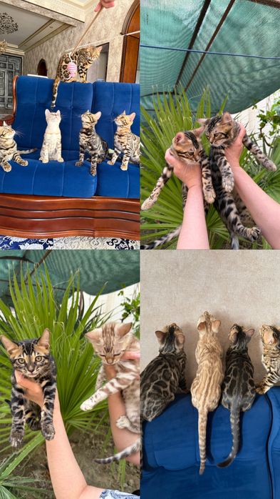 Продаются бенгальские котята