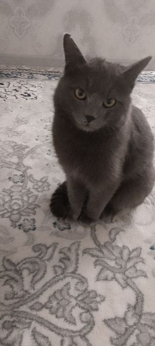 Skottish strayt mushuk sotiladi