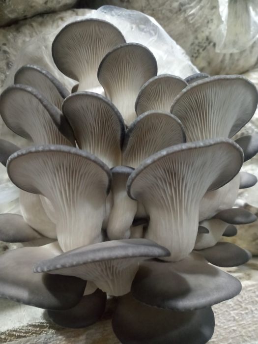 Грибы Вешенка алматы