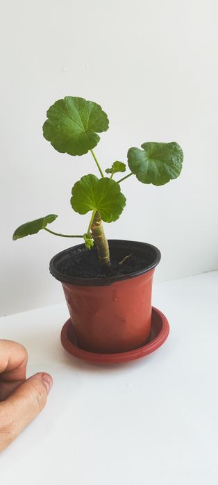 Продам укорененные ростки . Белой герани