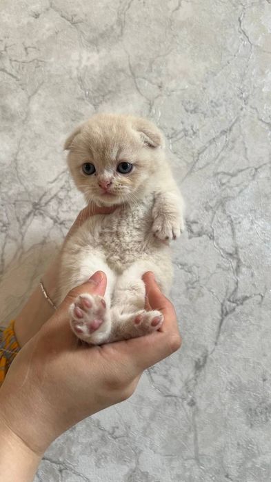 Scottish fold&Scottish straight