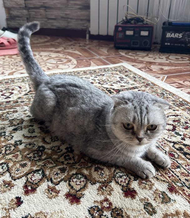 Шотландский  Котенок  Мальчик