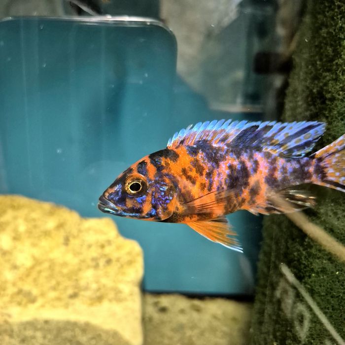 Ciclide africane puii si juvenili