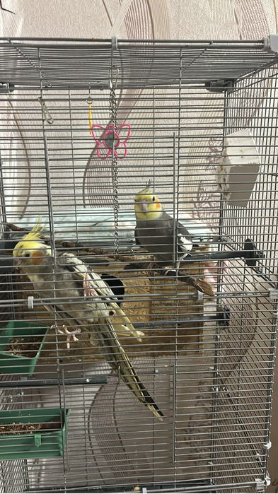 Продам пару попугаев