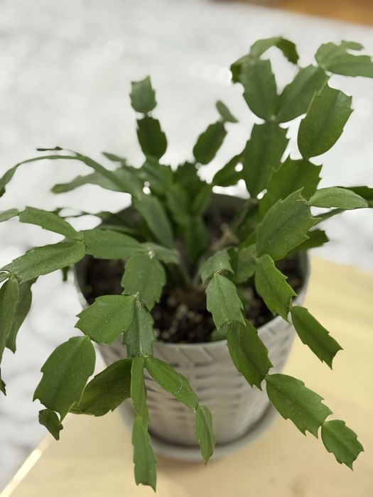 Цветы декабрист