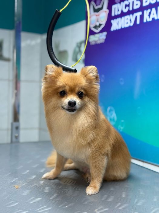 Померанский шпиц