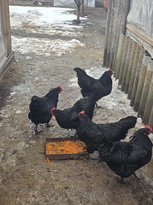 Ouă incubat Australorp