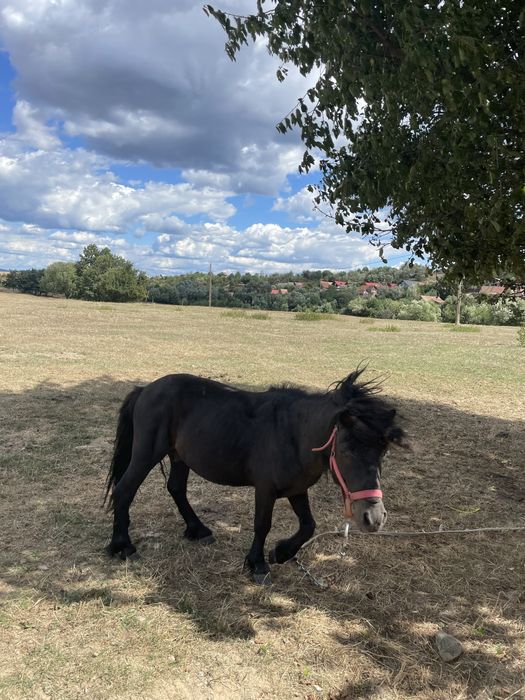 Ponei de vanzare