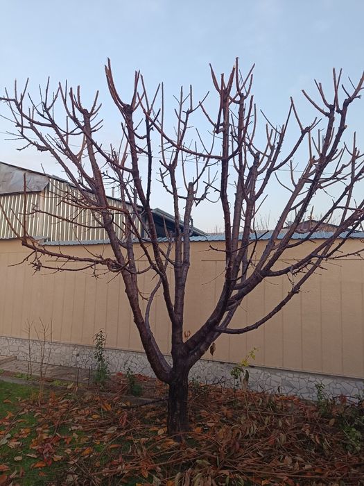 archa ekish kesish dorilash