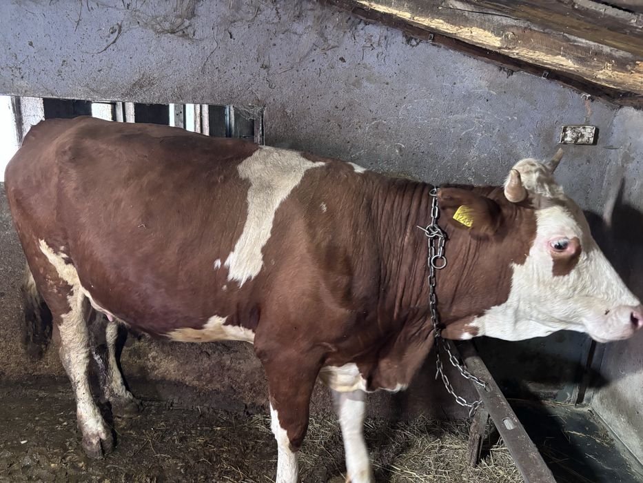 Vaca baltata romaneasca cu tauras