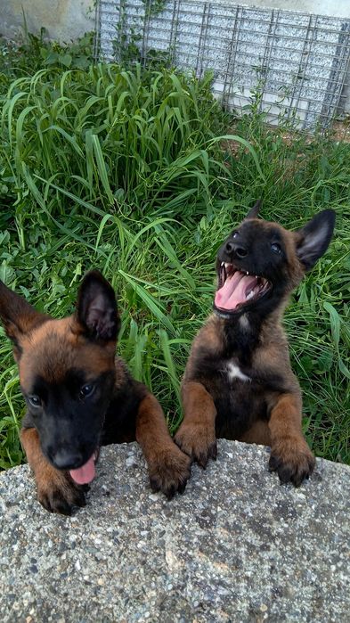 Ciobănesc Belgian Malinois