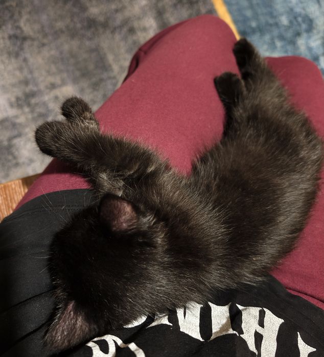Котенок (за шоколадку)