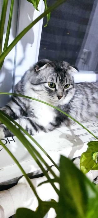 Отдам кота в добрые руки