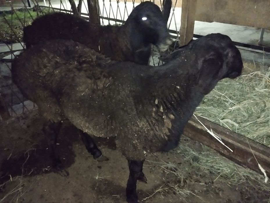 Qoy qochqor uyda boqilgan