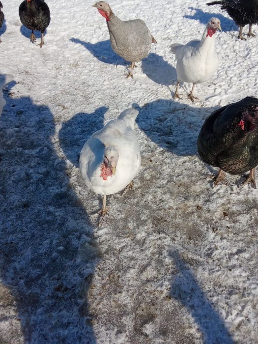 Индюки продам вывод Апрель 2025