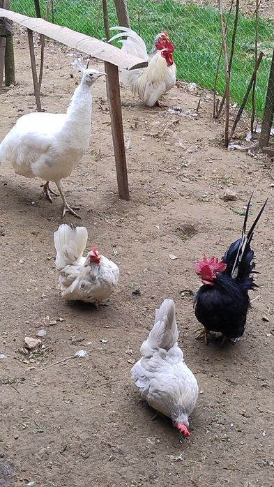 Familie  chaboo albe 4+1