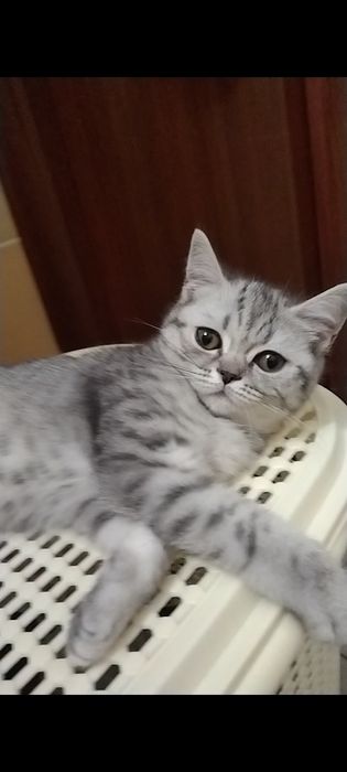 Скоттиш страйт. Девочка.