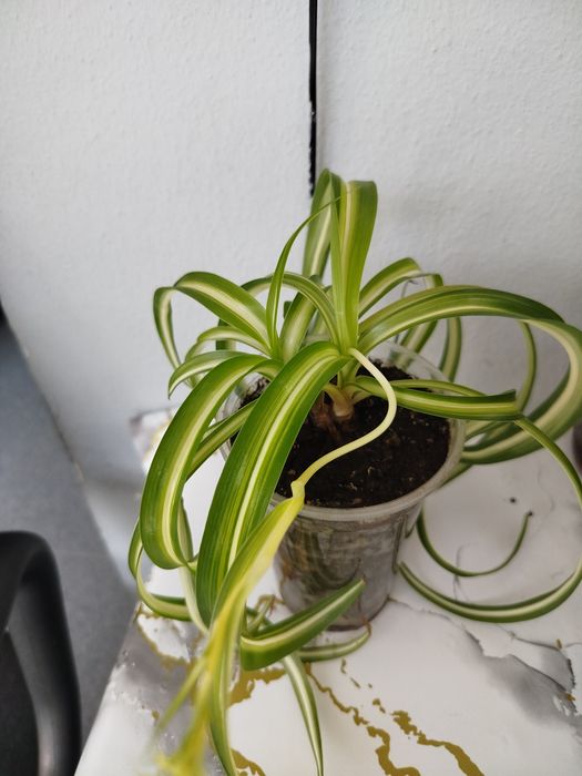 Продам хлорофитум Бонни