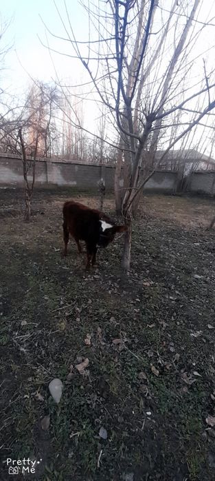 Gunojin sotladi soglom