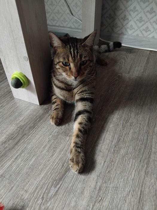 Отдам кота в добрые руки бесплатно