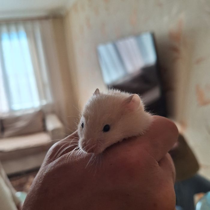 Хомяки сирийские
