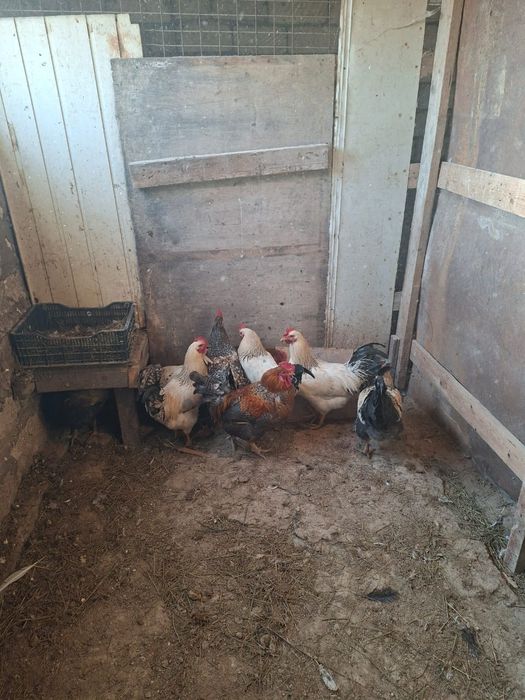 Әтеш (Петух) сатылады